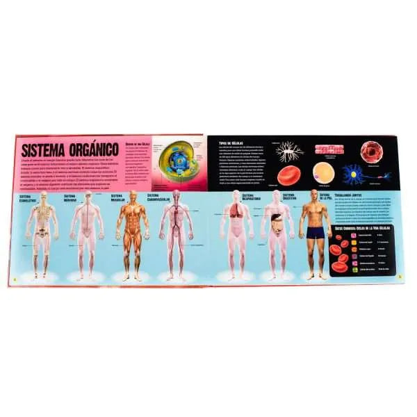 Atlas del Cuerpo Humano - Desliza y Descubre